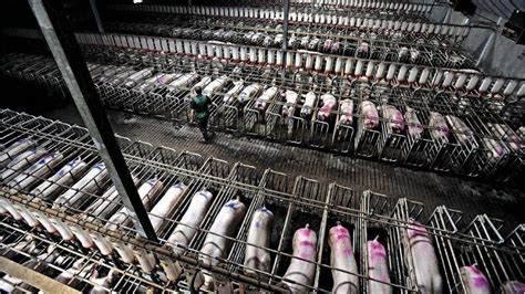 are there factory farms in australia